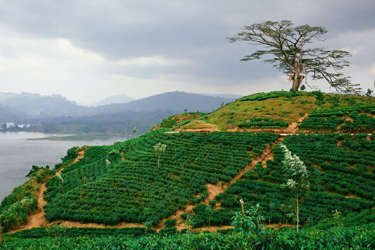The Cost of Tea — Sri Lanka — frame